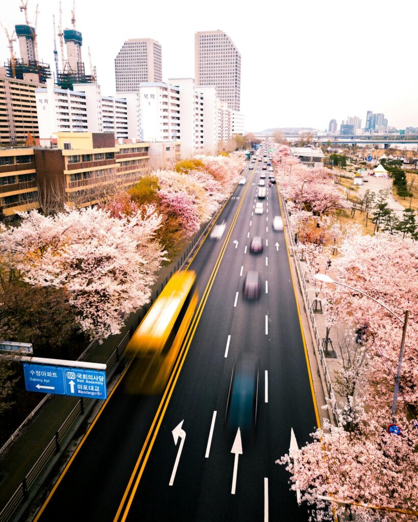 A road in Mapo-gu, Seoul, surrounded by lots of cherry blossom trees